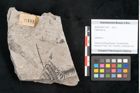 Foto (Objekt + Etikett) von Calamites sp.  (NHMW-GEO-2024-0188-11181)